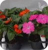 Sunpatiens różowy 6 szt.